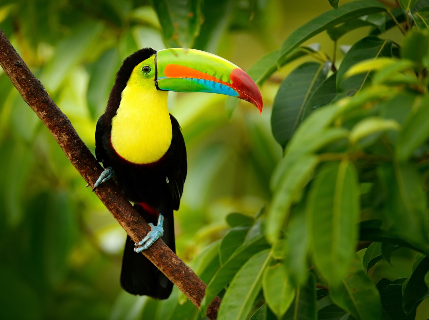 A Toucan sitting on a branch